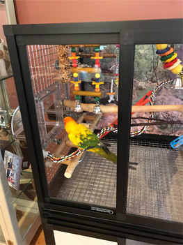 Hybrid Bird Cage