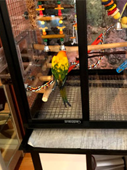 Hybrid Bird Cage