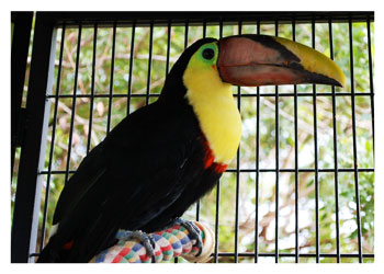 Toucan