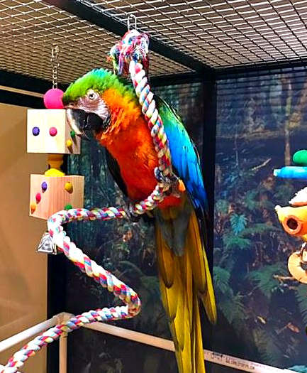 Traci Carroll Macaws
