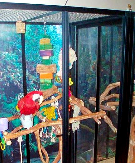 Traci Carroll Macaws