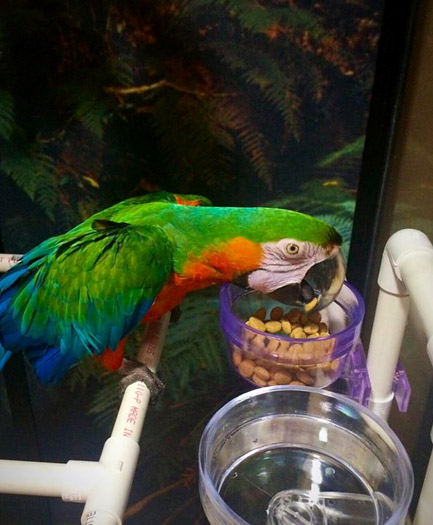 Traci Carroll Macaws