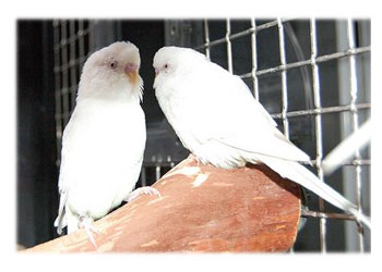 White Budgies