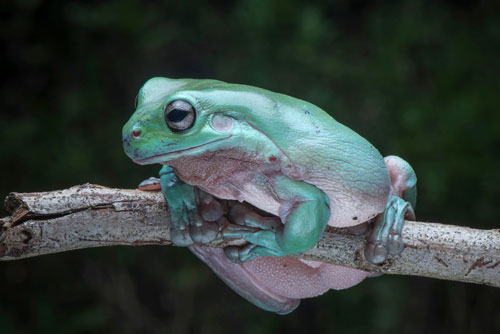 Frog Tanks & Frog Enclosures