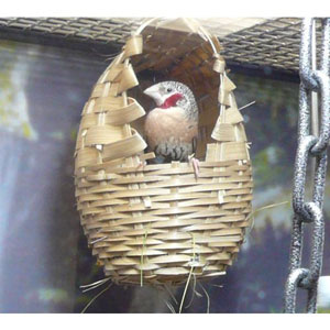 Bird Supplies Wicker Nest